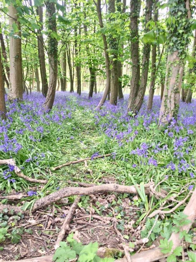 Holly Cottage, Hidden Gem In The Yorkshire Wolds Welton  외부 사진